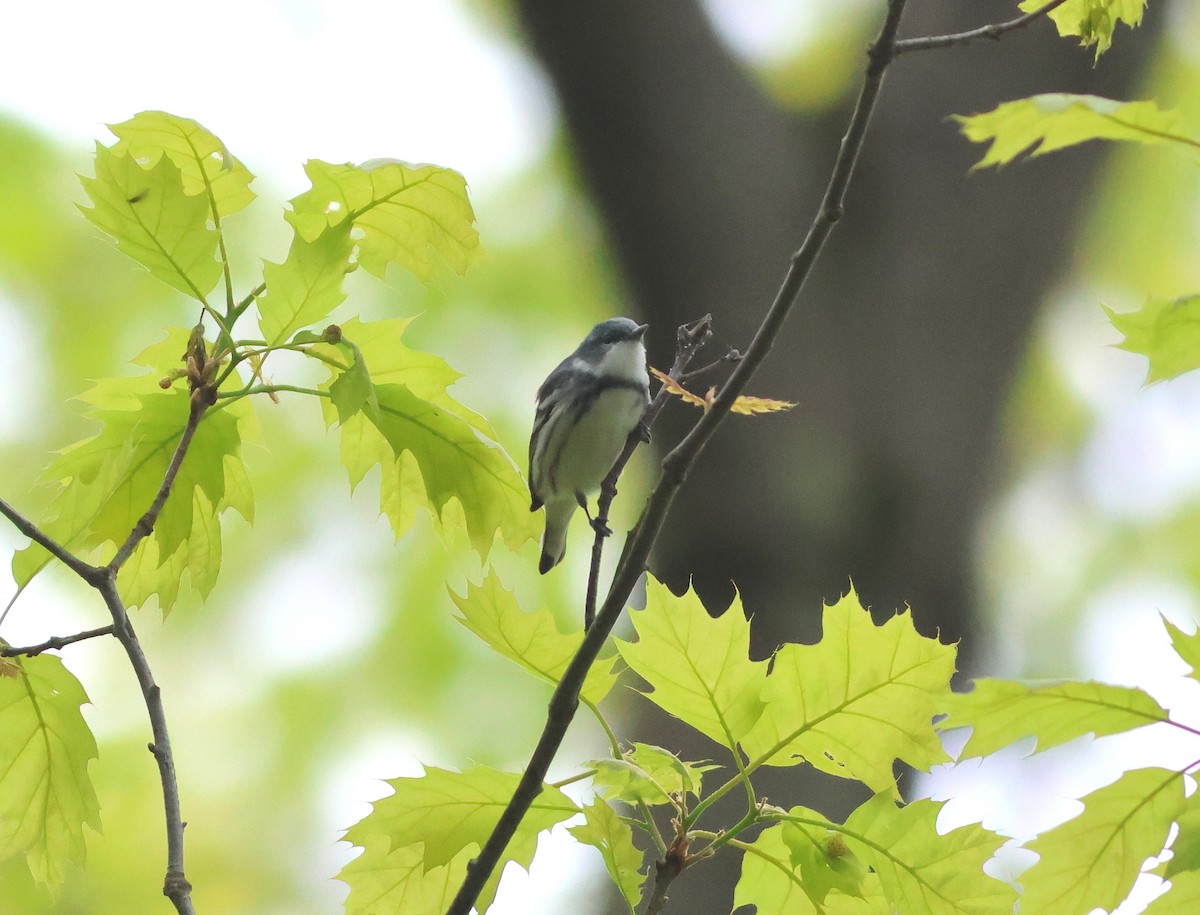 Cerulean Warbler - James P. Smith