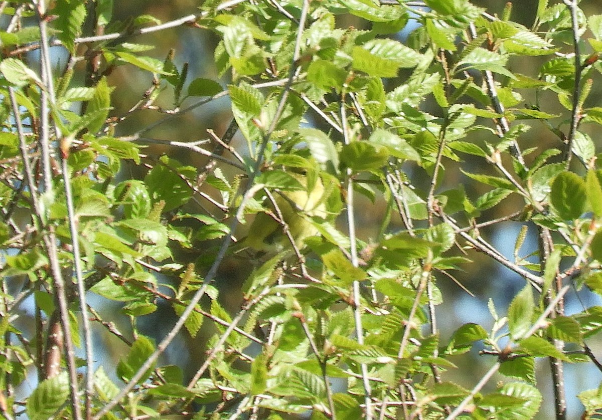Orange-crowned Warbler - Christian Rixen