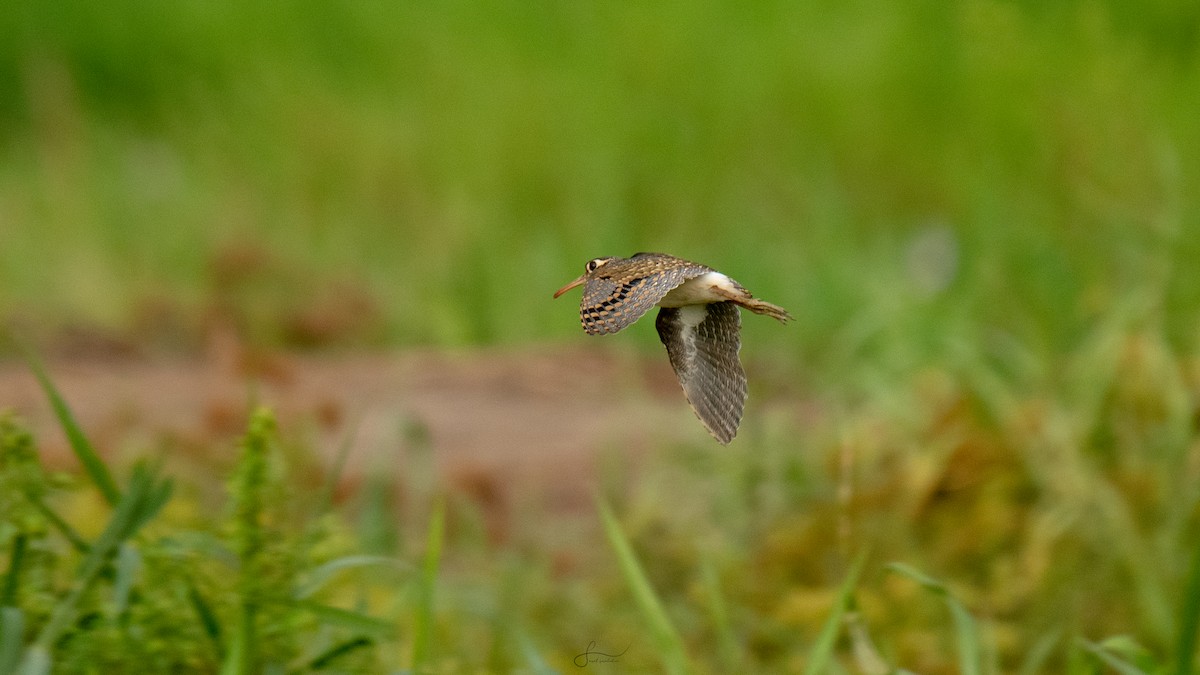 Greater Painted-Snipe - Faisal Fasaludeen