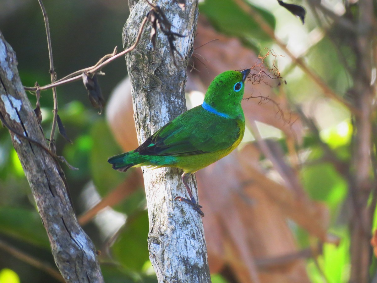 Blue-naped Chlorophonia - Neftali Mogollón