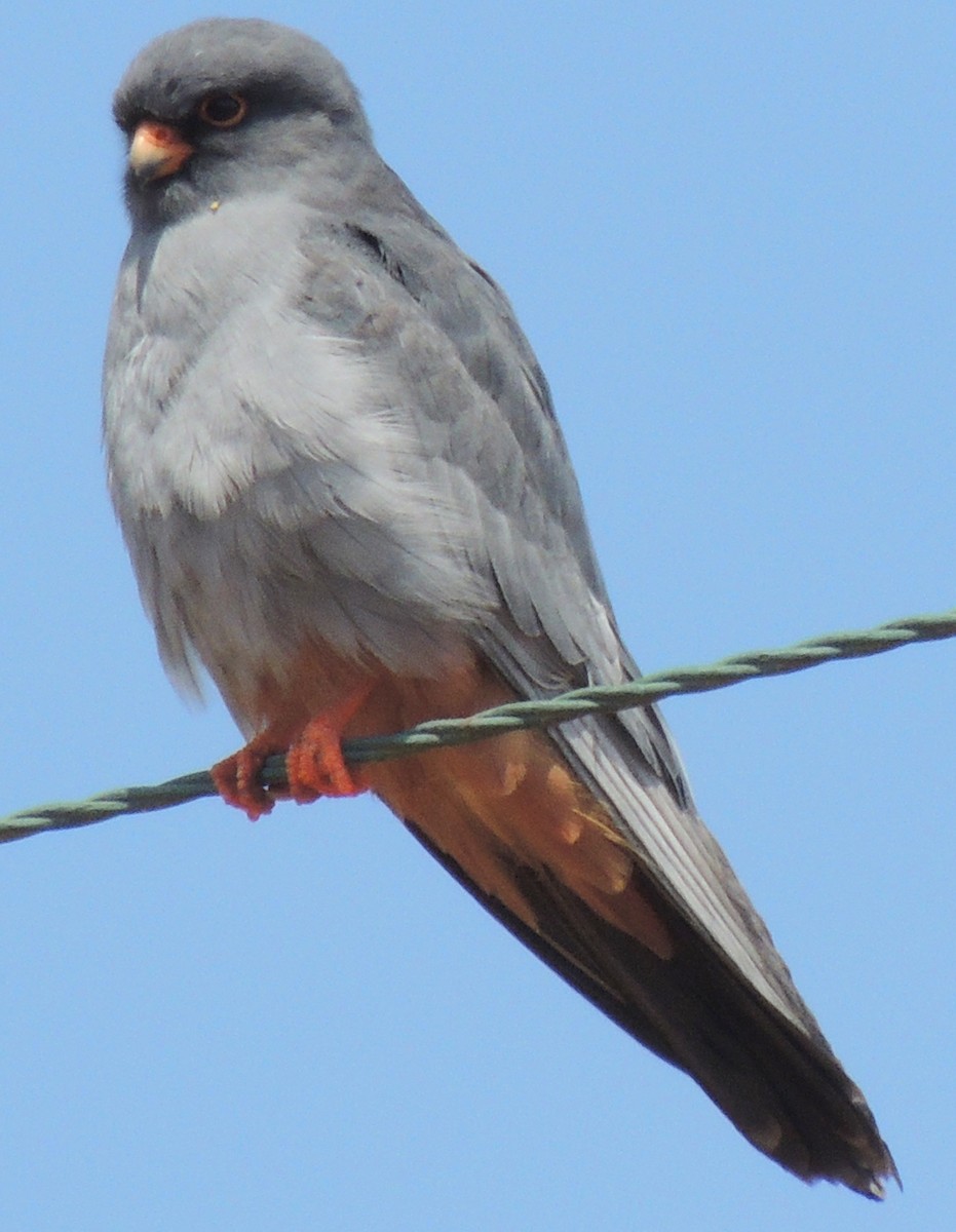 Red-footed Falcon - Mark Easterbrook