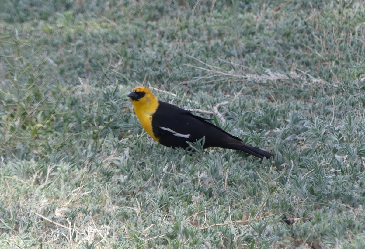 Yellow-headed Blackbird - Kara Carragher