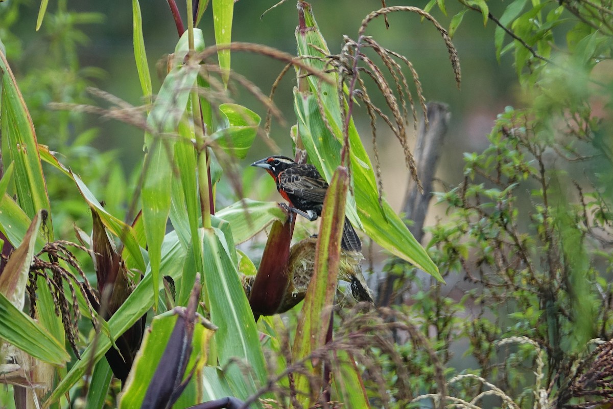 Peruvian Meadowlark - Daniel Pacheco Osorio