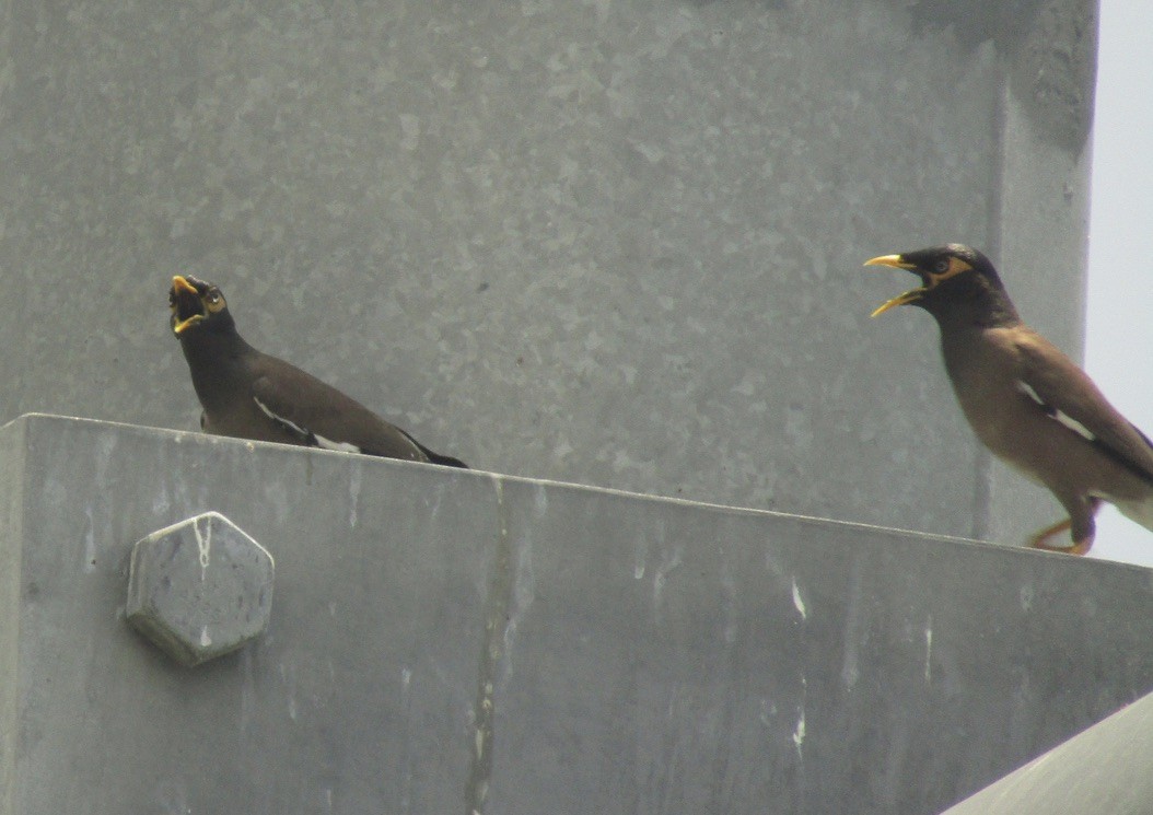 Common Myna - Carlos G Vasquez C