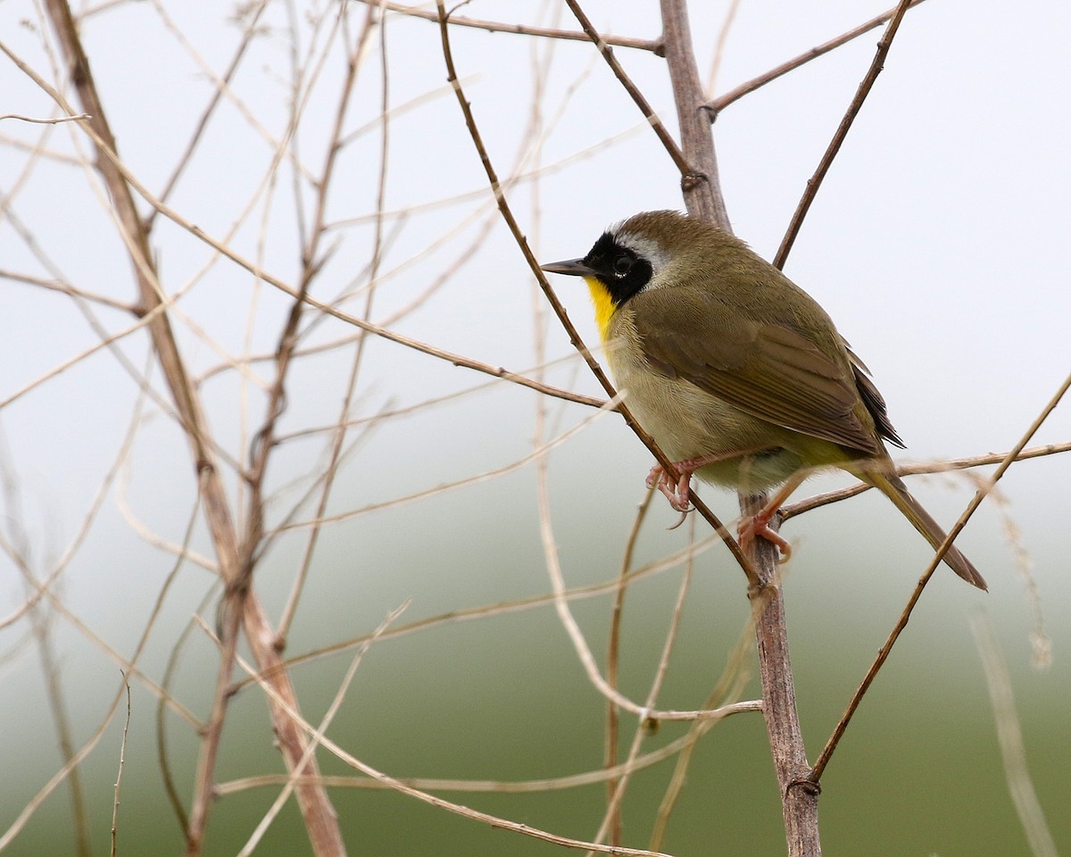 Common Yellowthroat - ML619030149