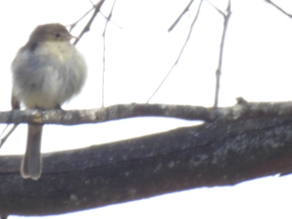 White-throated Tyrannulet - Julián Salamanca Pimiento