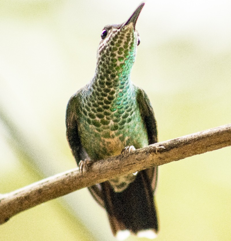 Many-spotted Hummingbird - Renny Gamarra