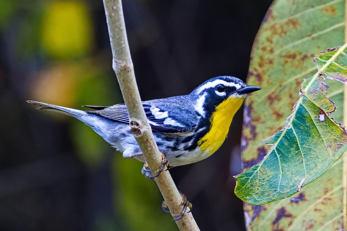 Yellow-throated Warbler - Uday Wandkar