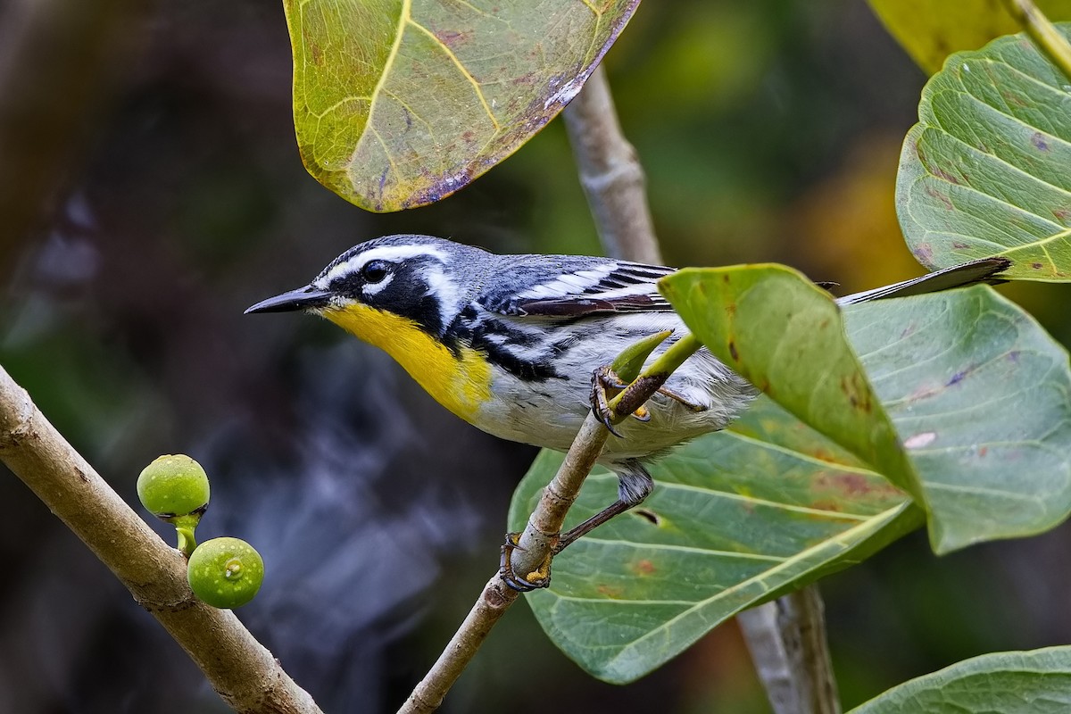 Yellow-throated Warbler - Uday Wandkar