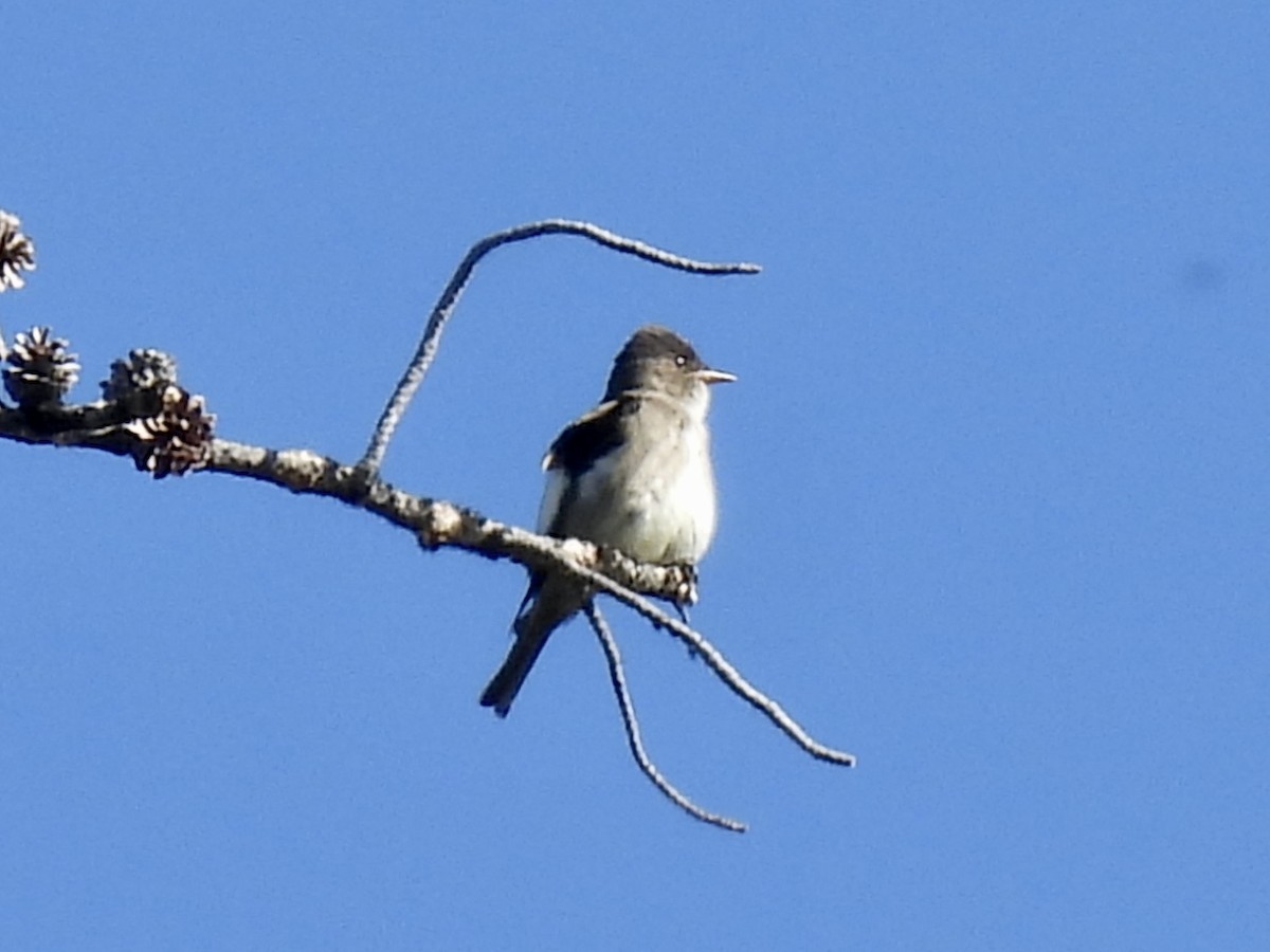 Olive-sided Flycatcher - Margaret Mackenzie