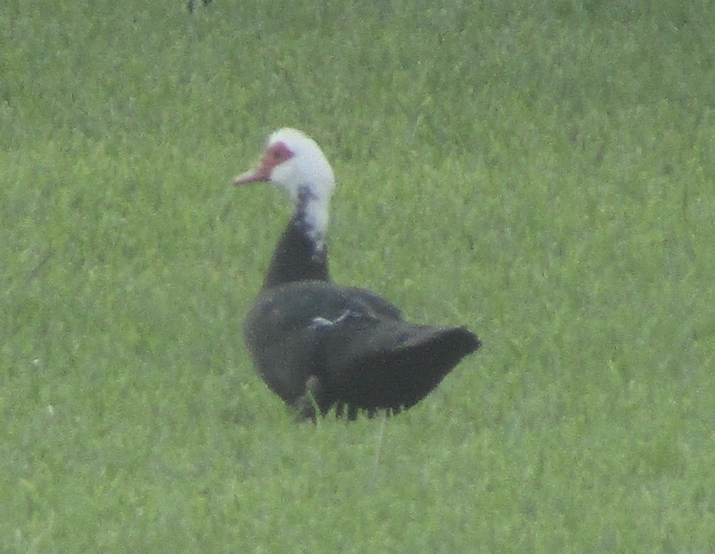 Muscovy Duck (Domestic type) - ML619030231