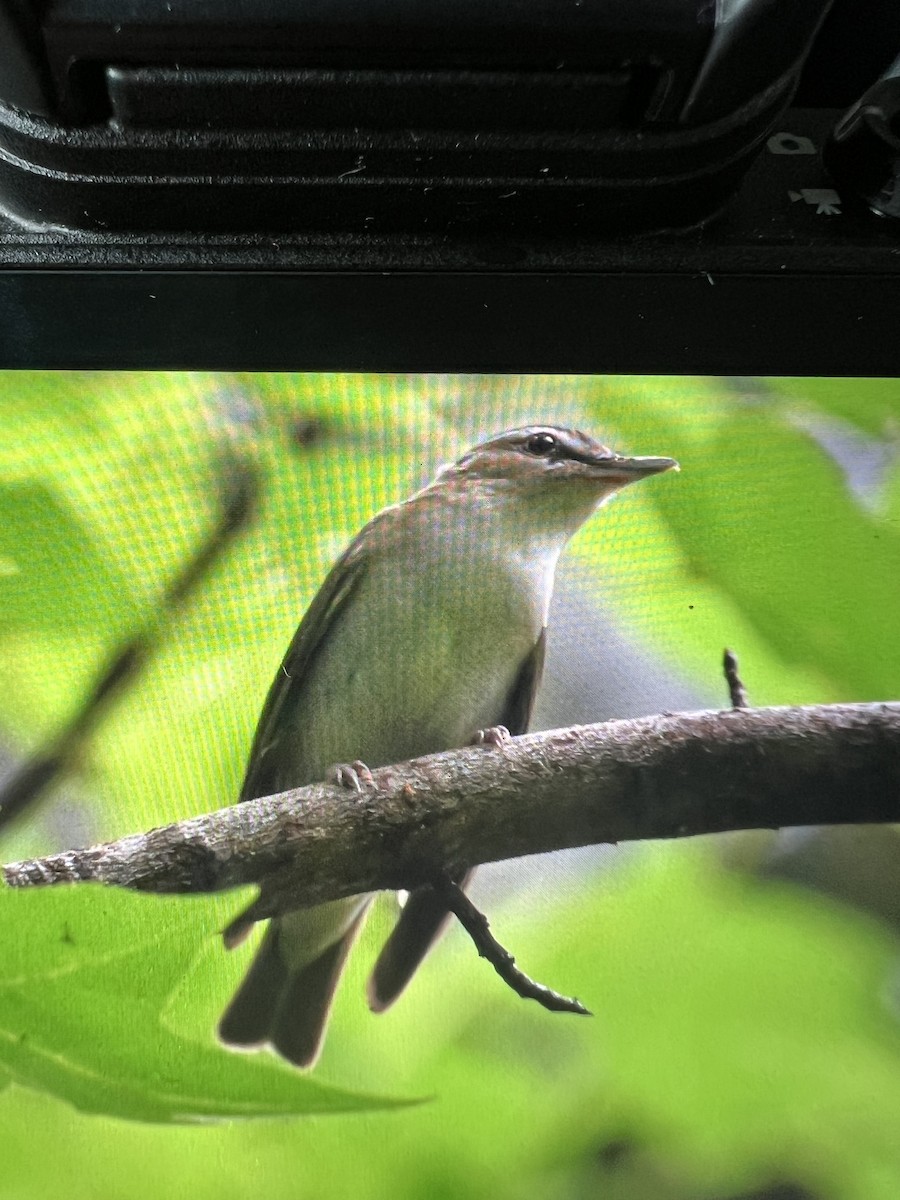 rødøyevireo - ML619030244