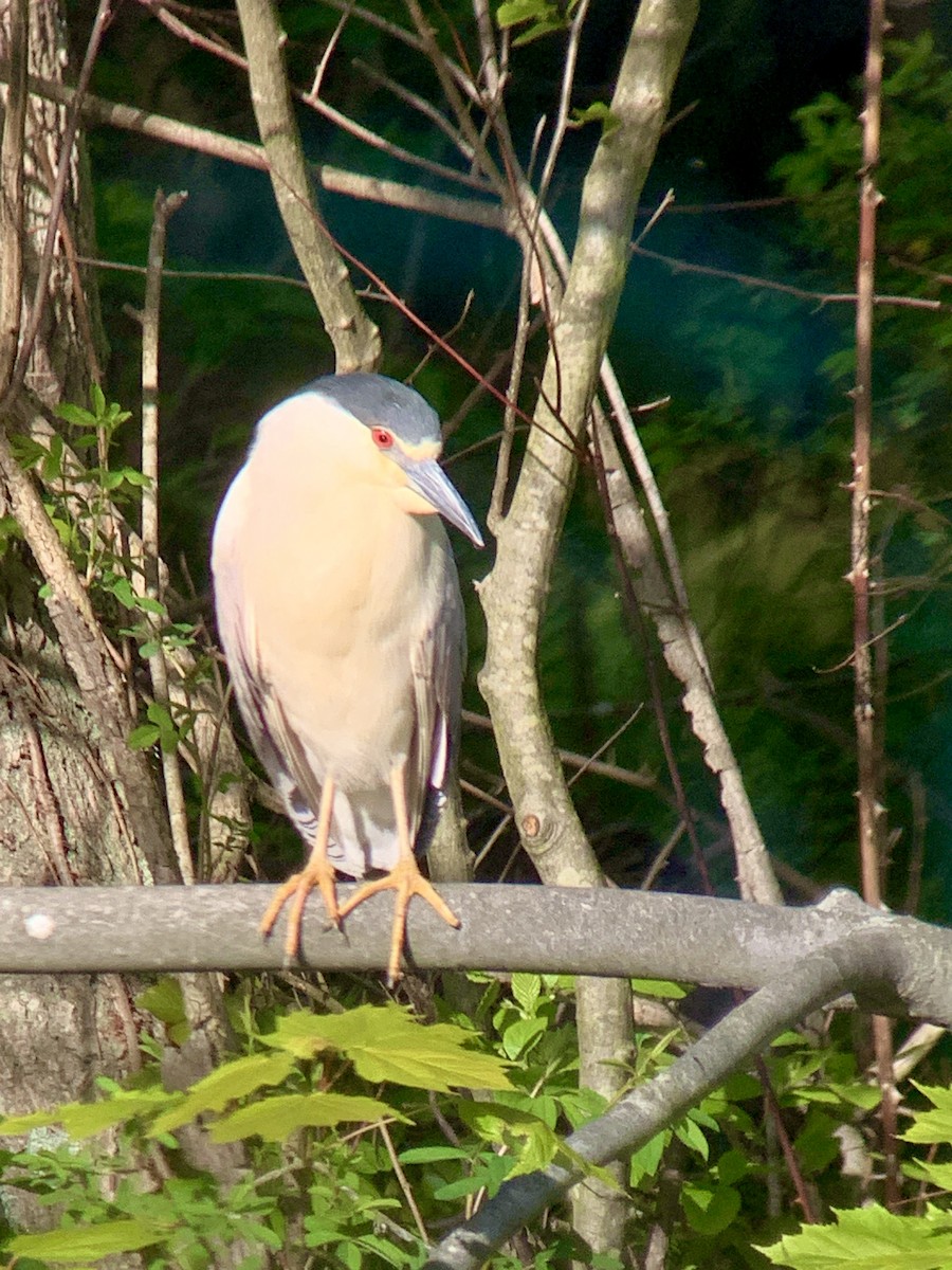 Black-crowned Night Heron - ML619030255