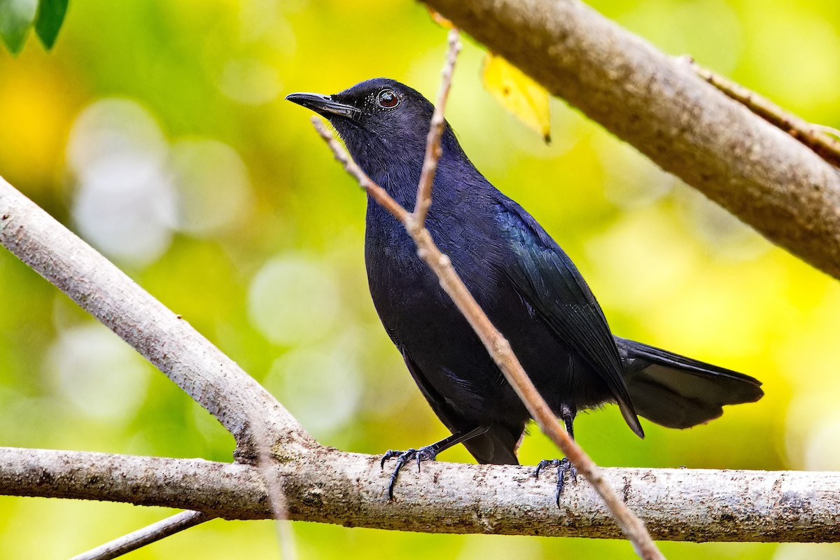 Black Catbird - Uday Wandkar