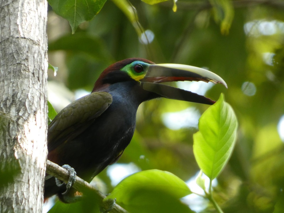 Yellow-eared Toucanet - ML619030269