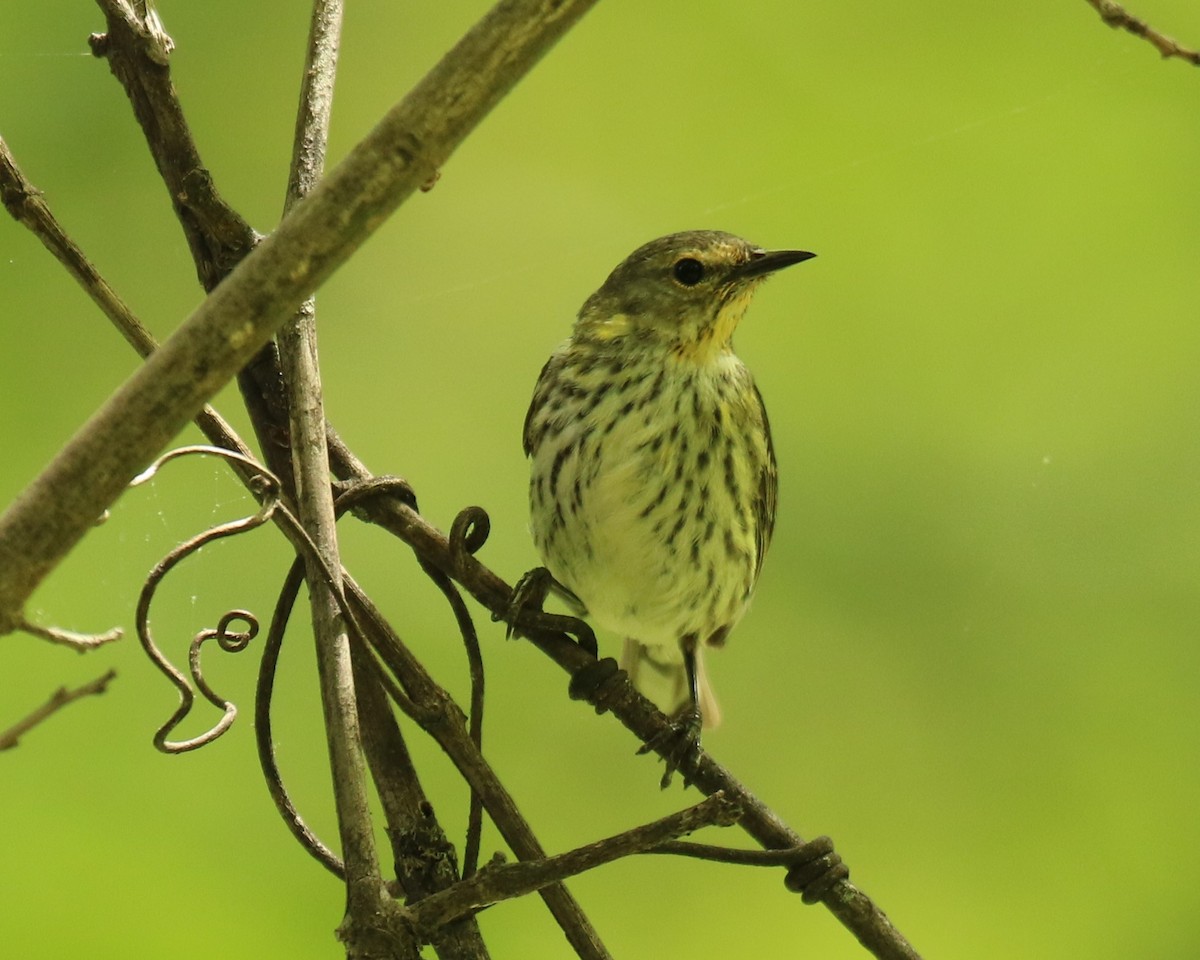 Cape May Warbler - Lucinda Hodges