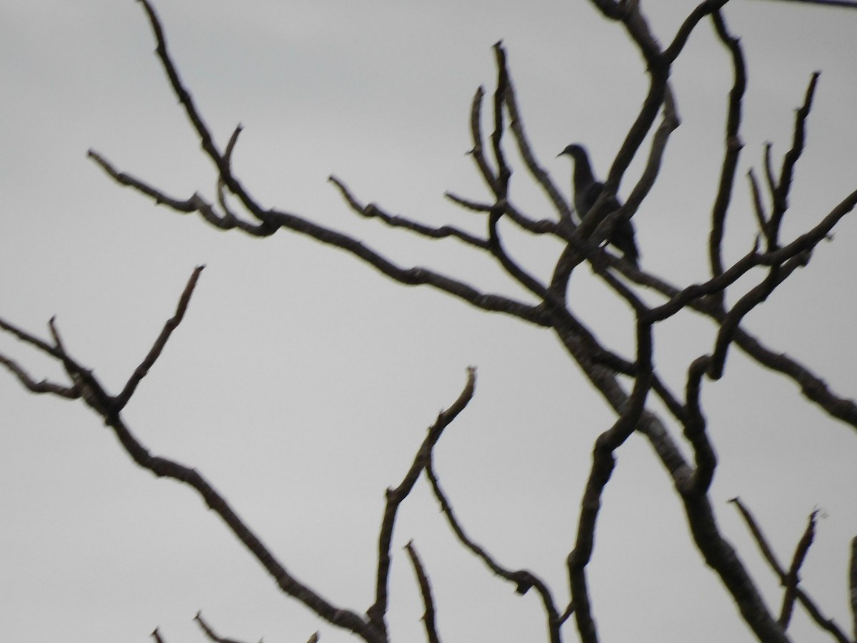 Rufous-vented Chachalaca - ML619030278