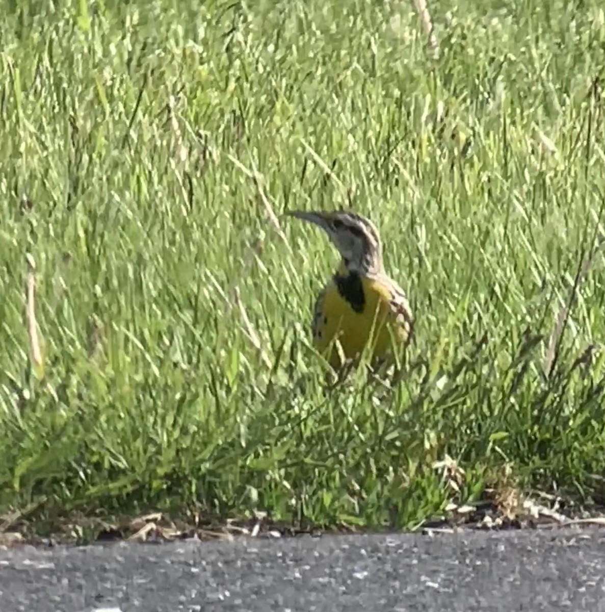 Eastern Meadowlark (Eastern) - ML619030289