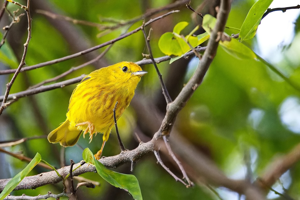 Yellow Warbler (Golden) - Uday Wandkar