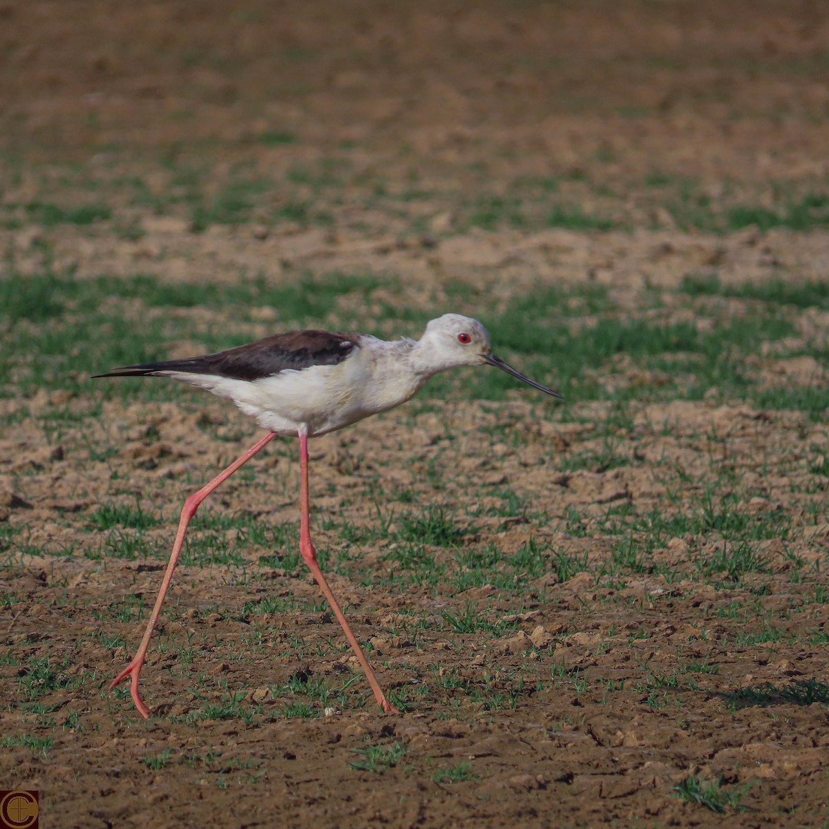 Black-winged Stilt - ML619030314