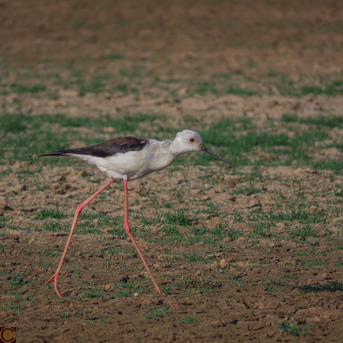 Black-winged Stilt - Manjula Desai