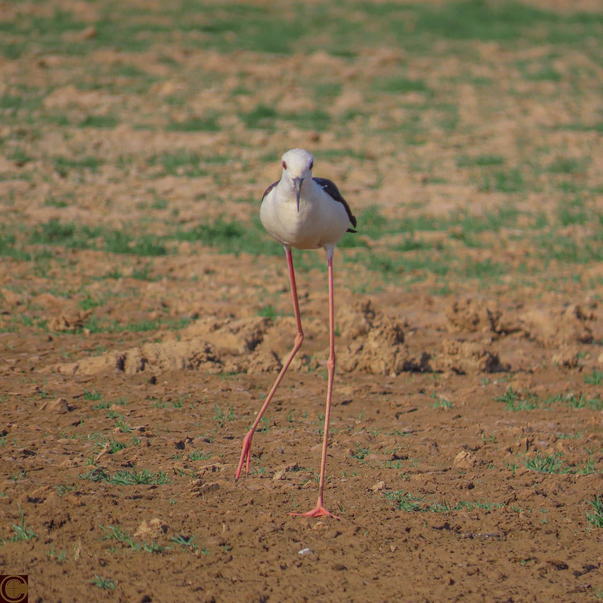 Black-winged Stilt - ML619030315