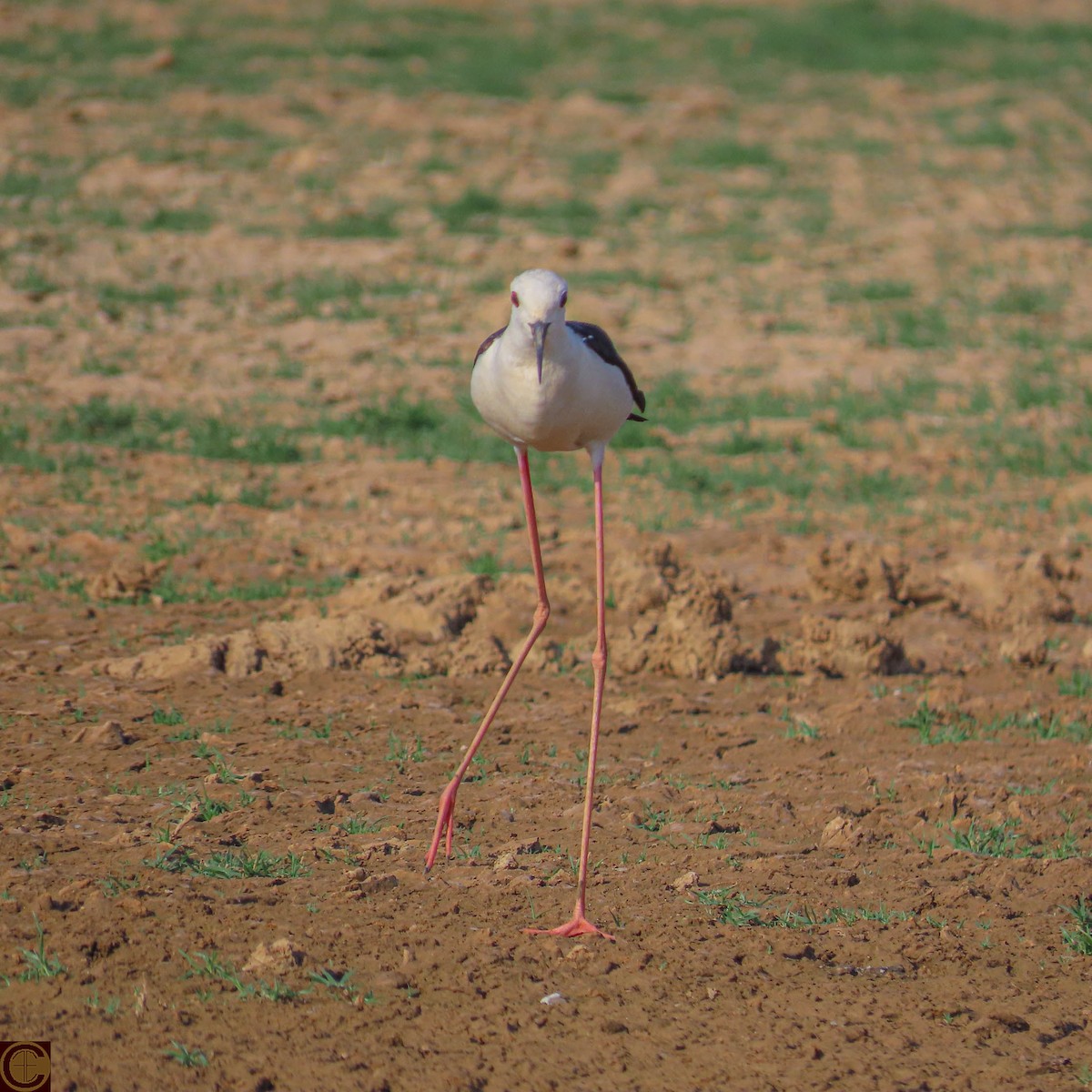 Black-winged Stilt - Manjula Desai