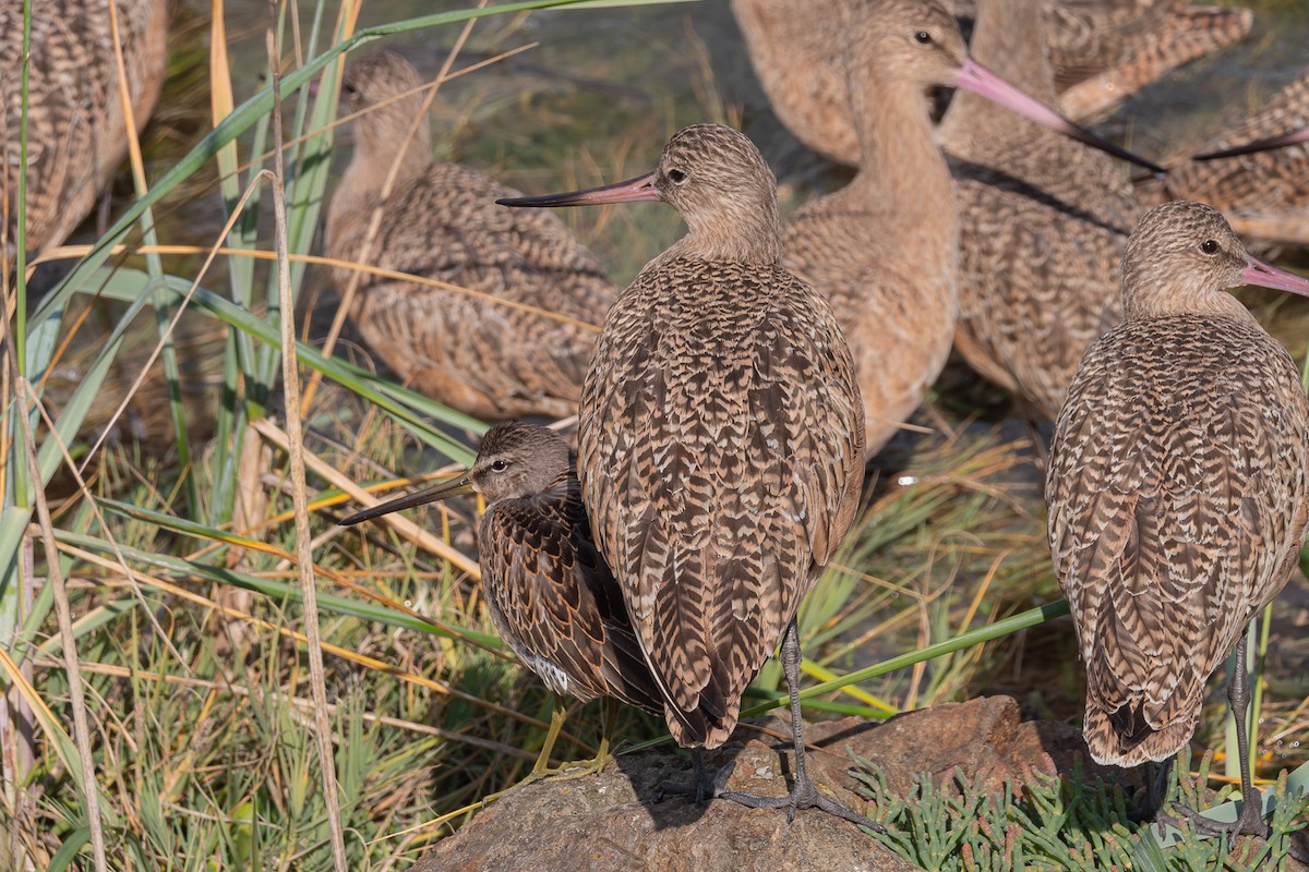 Long-billed Dowitcher - Grace Oliver