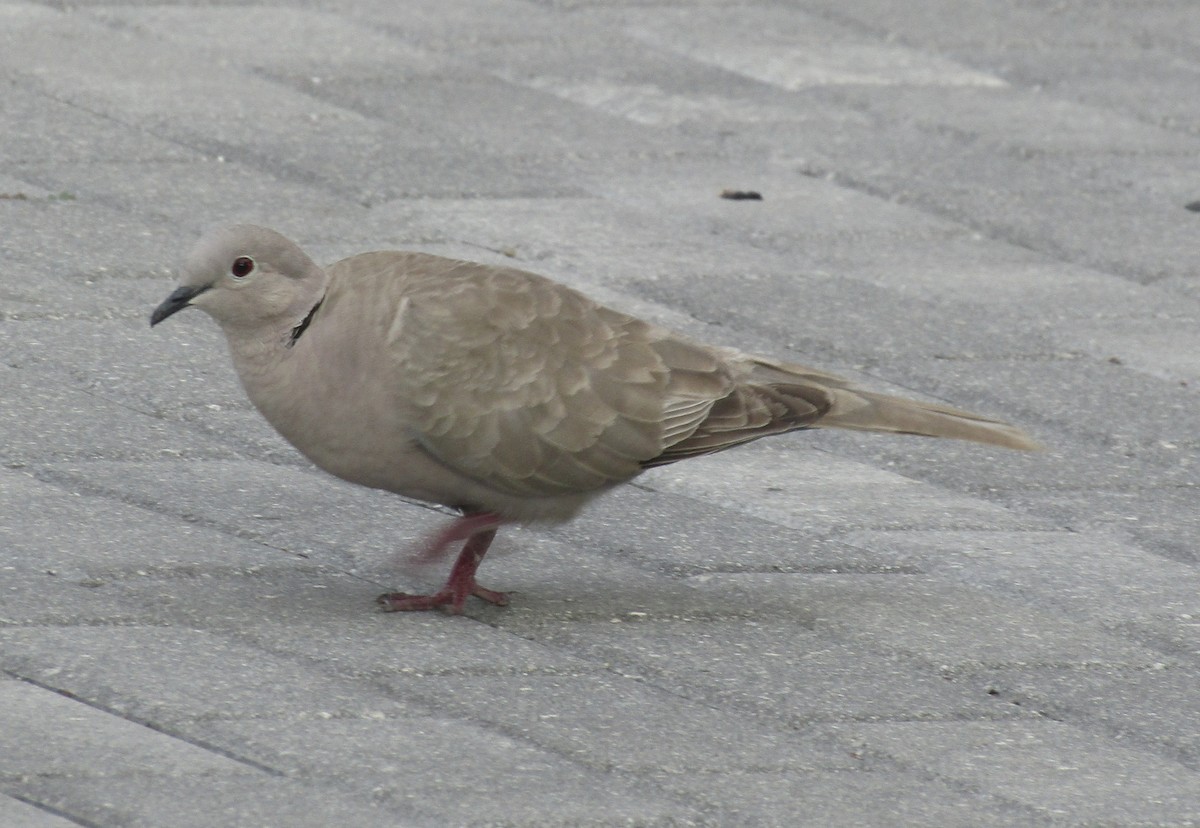 Eurasian Collared-Dove - Carlos G Vasquez C