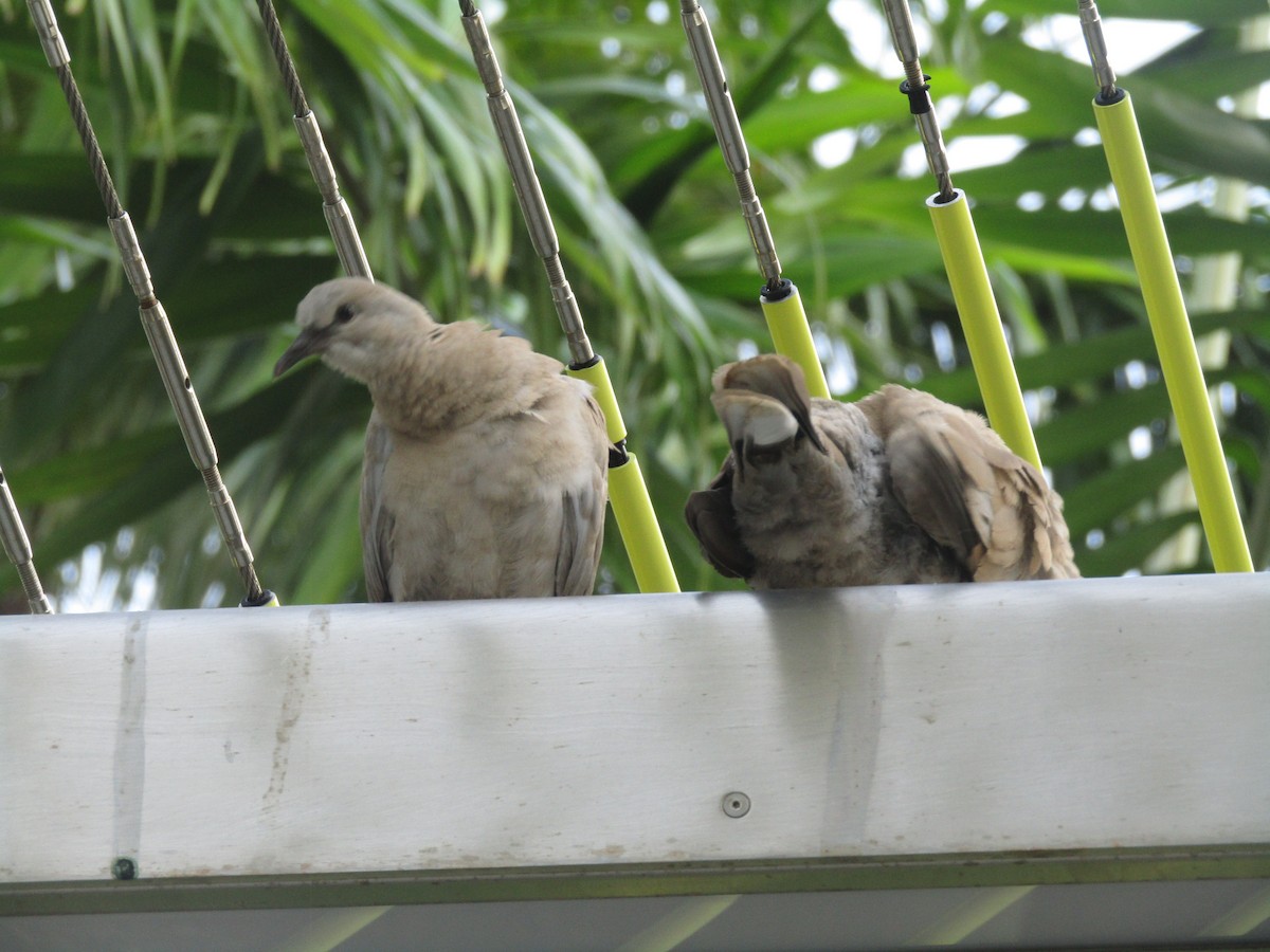 Eurasian Collared-Dove - Carlos G Vasquez C