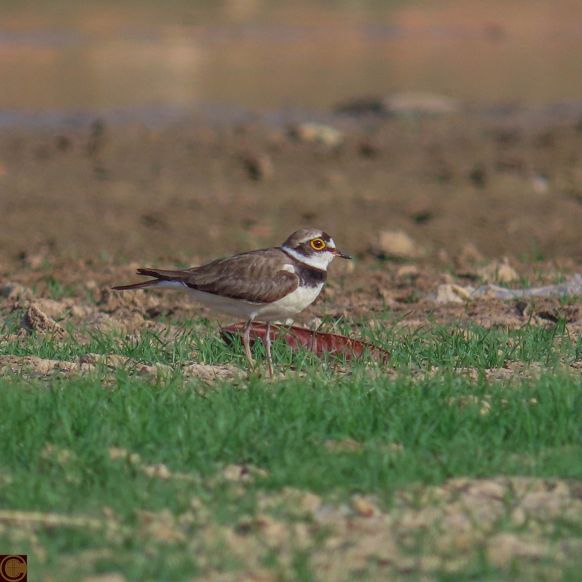 Little Ringed Plover - ML619030332