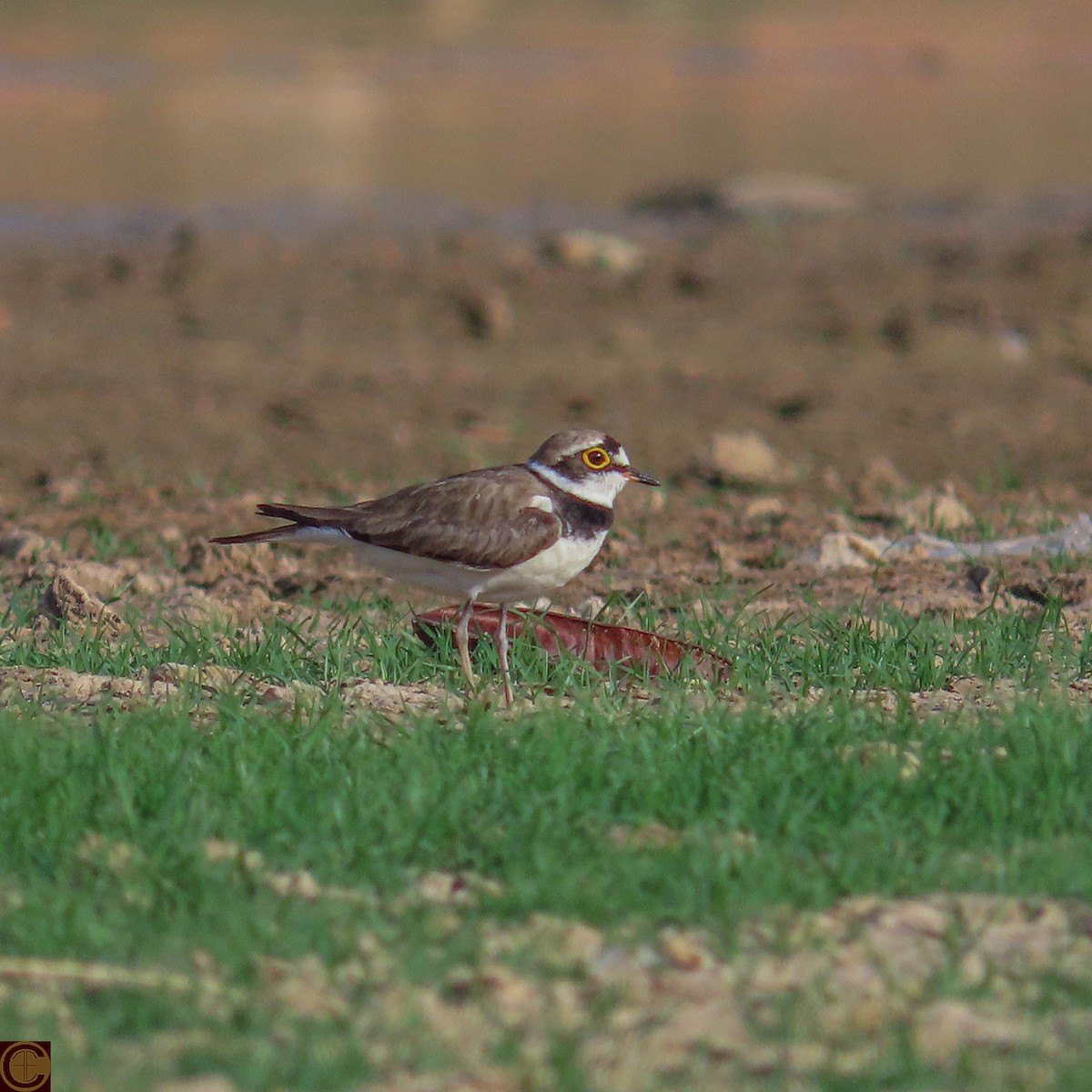 Little Ringed Plover - Manjula Desai