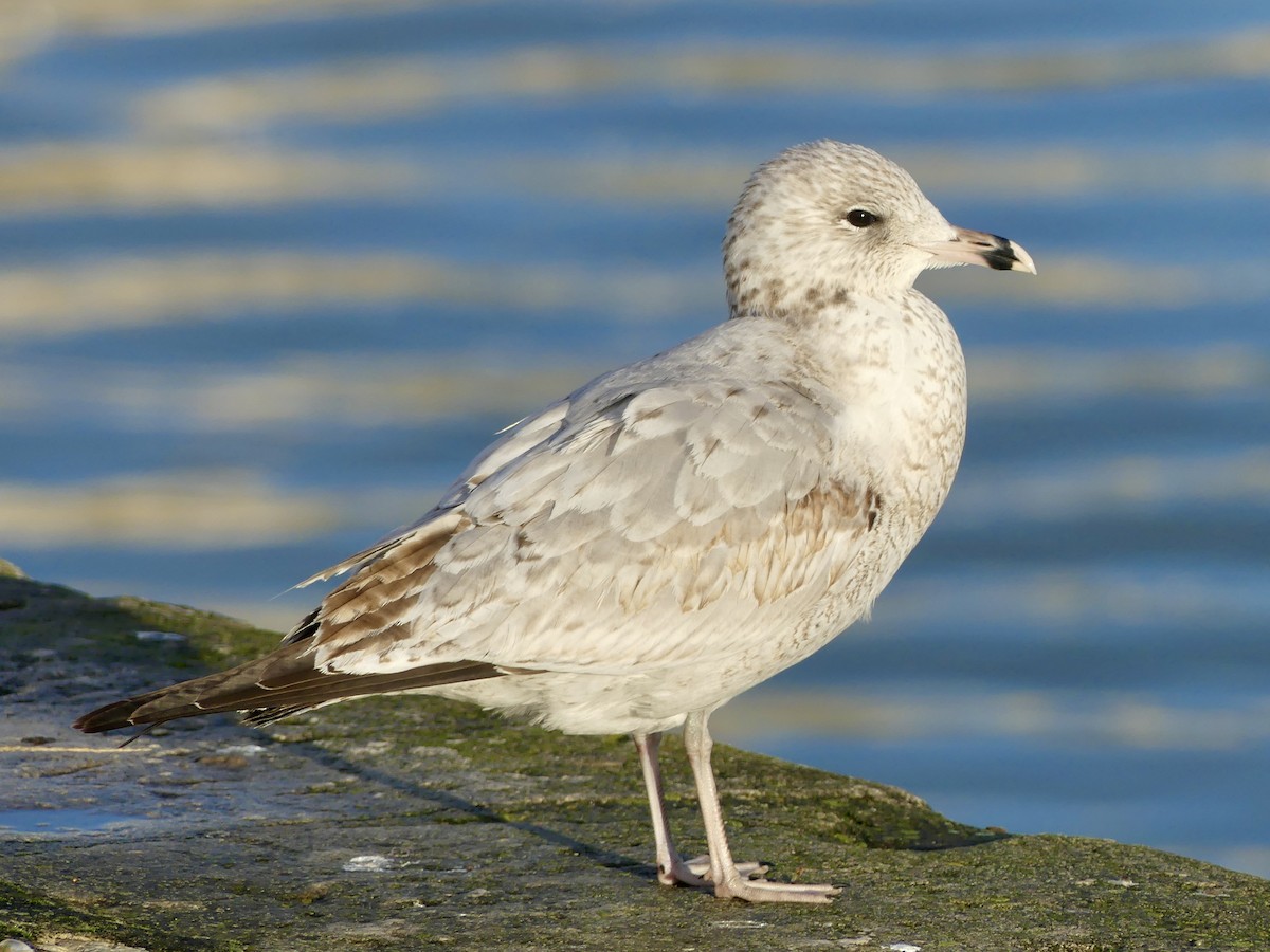 Ring-billed Gull - Octave Pajot
