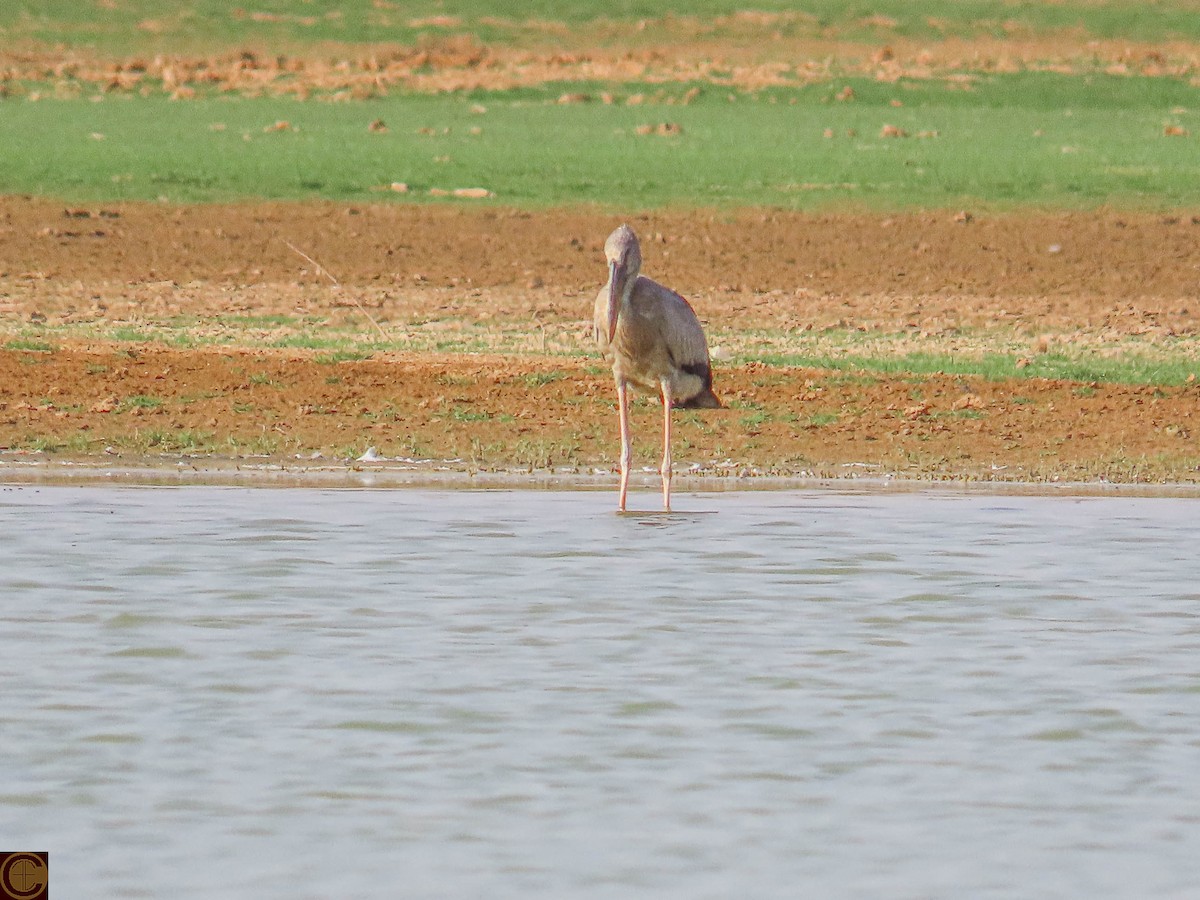 Asian Openbill - ML619030342