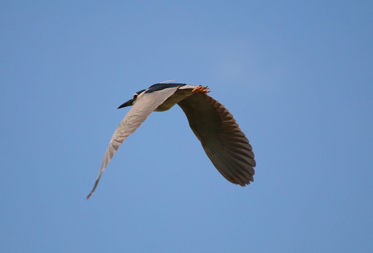 Black-crowned Night Heron - Paul Roast