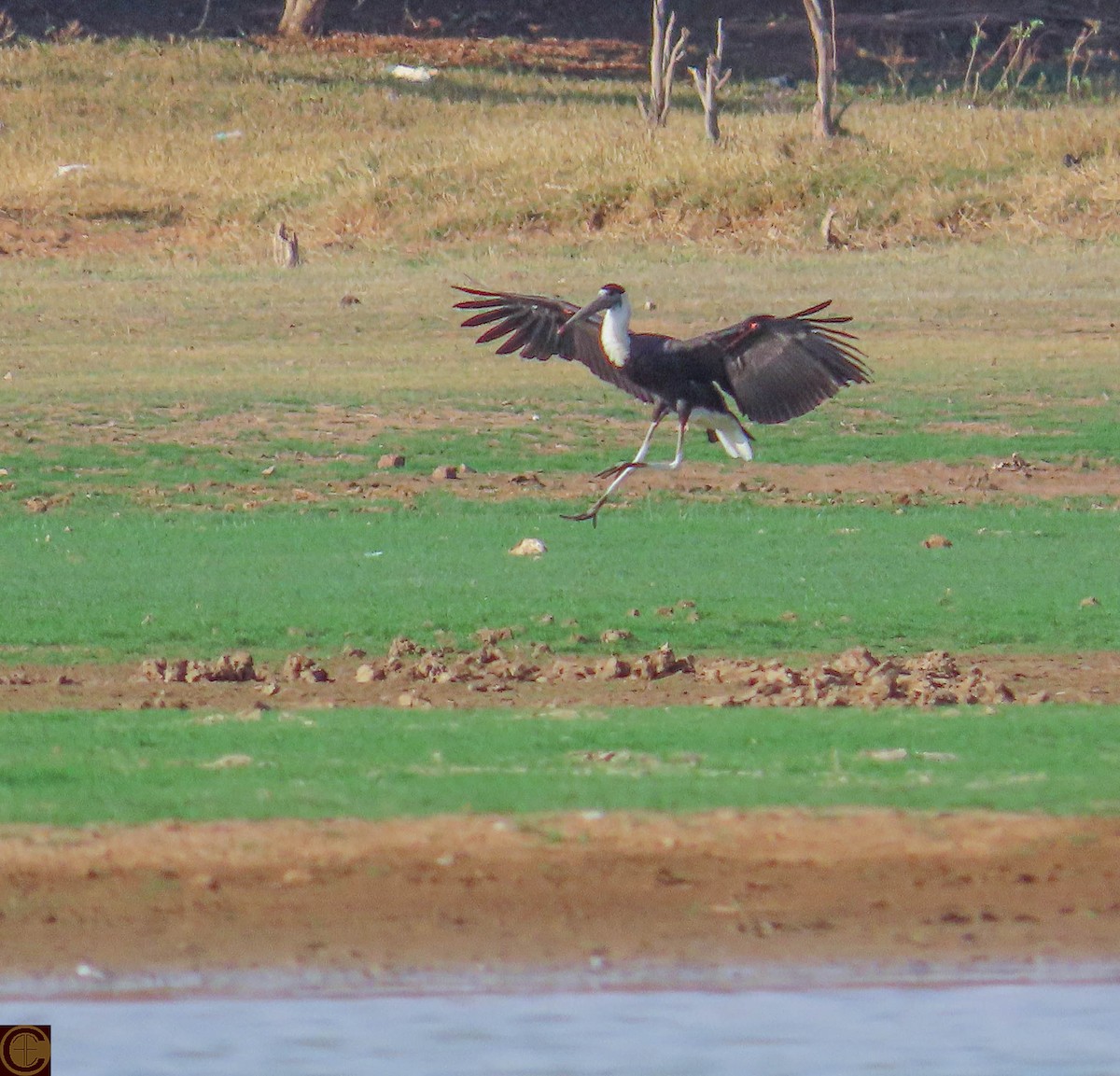 Asian Woolly-necked Stork - Manjula Desai