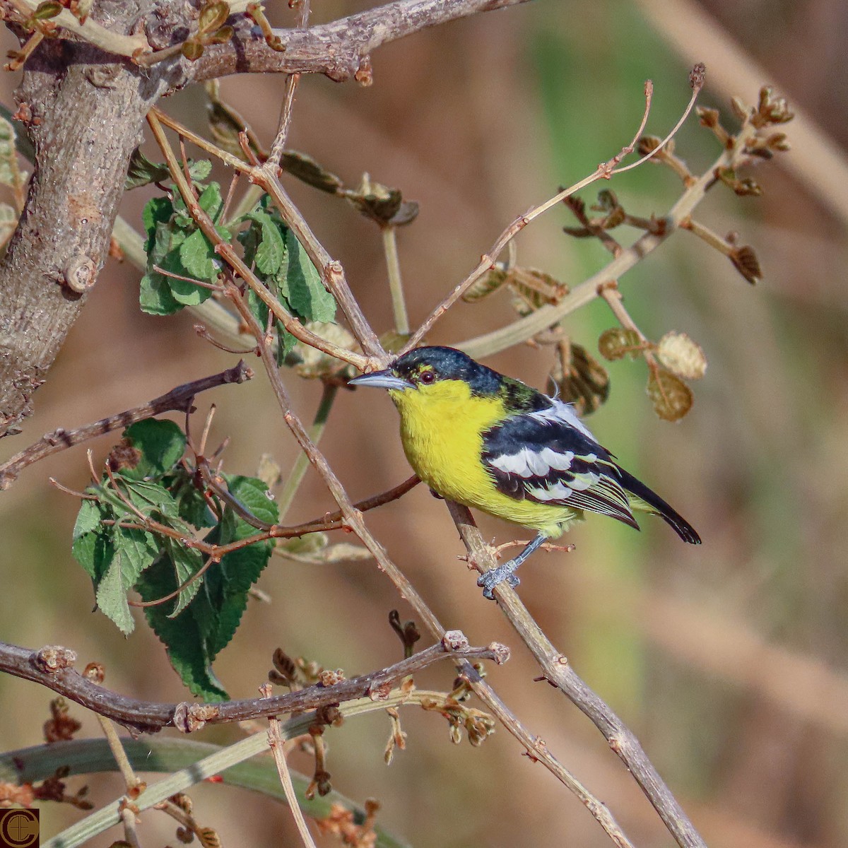 Common Iora - ML619030362