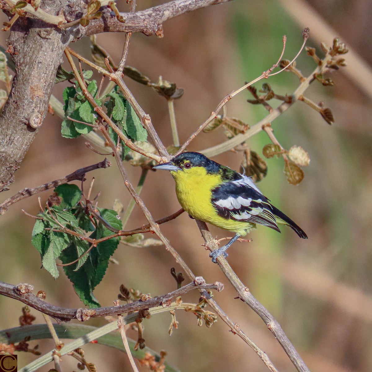 Common Iora - Manjula Desai