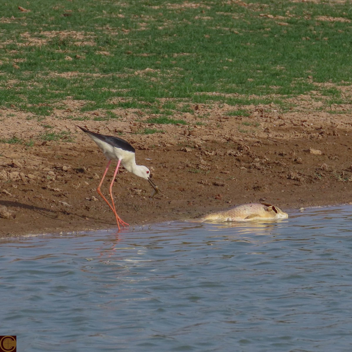 Black-winged Stilt - ML619030366