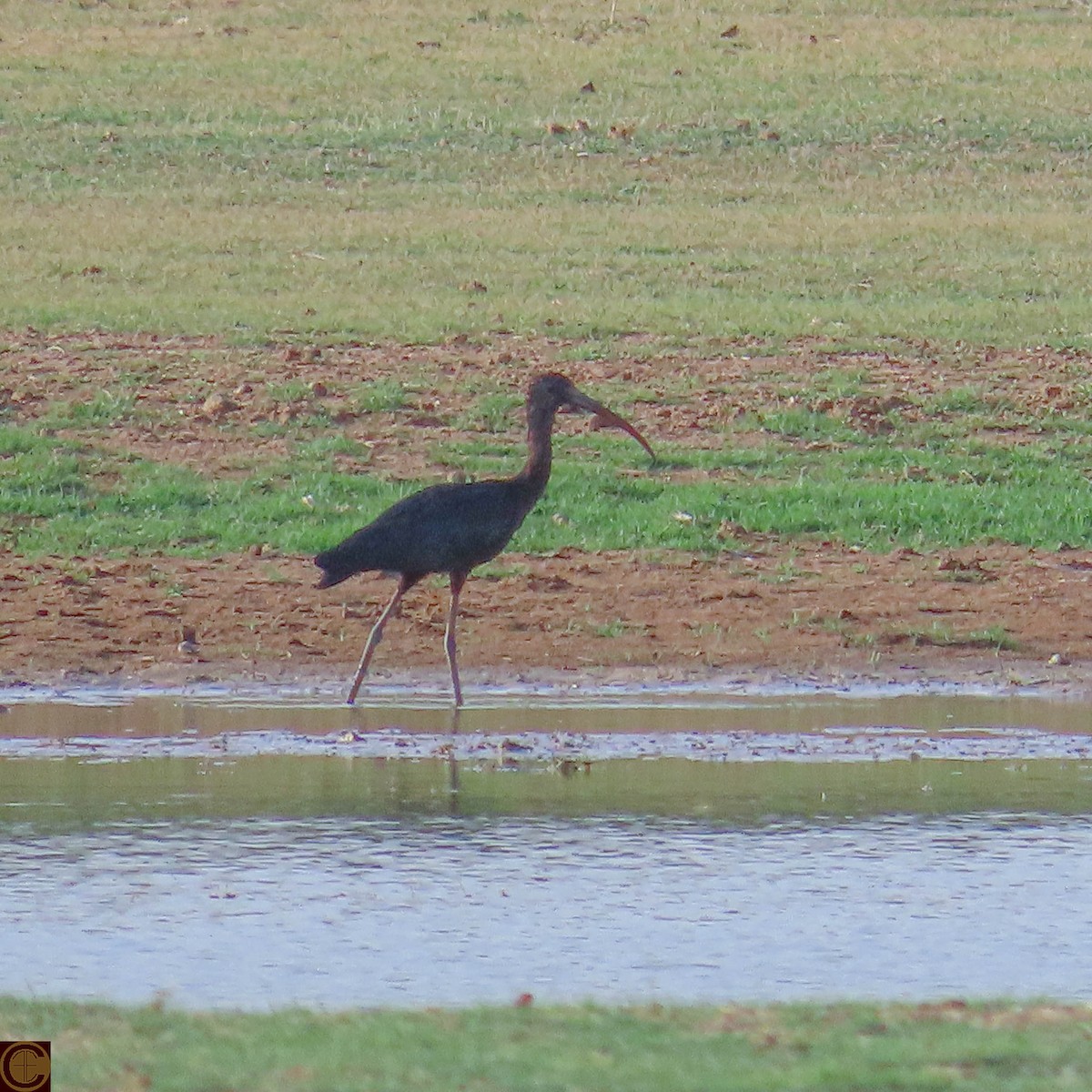 Glossy Ibis - ML619030373