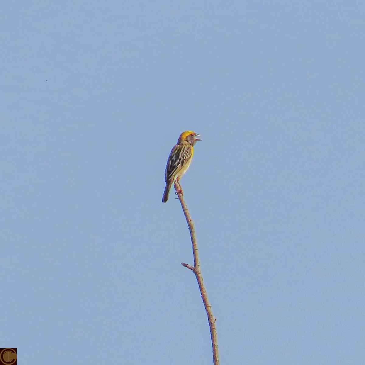 Baya Weaver - ML619030380