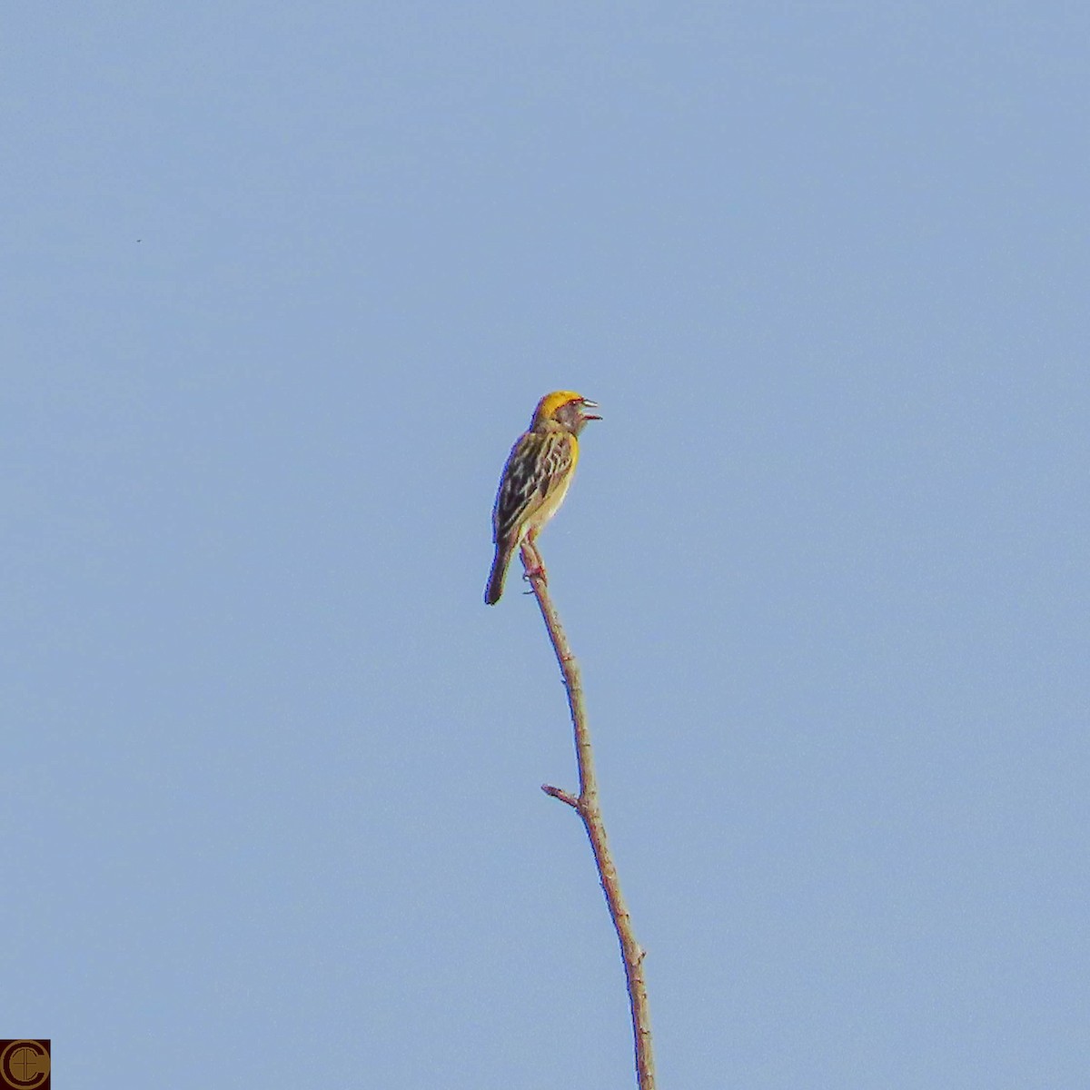 Baya Weaver - Manjula Desai