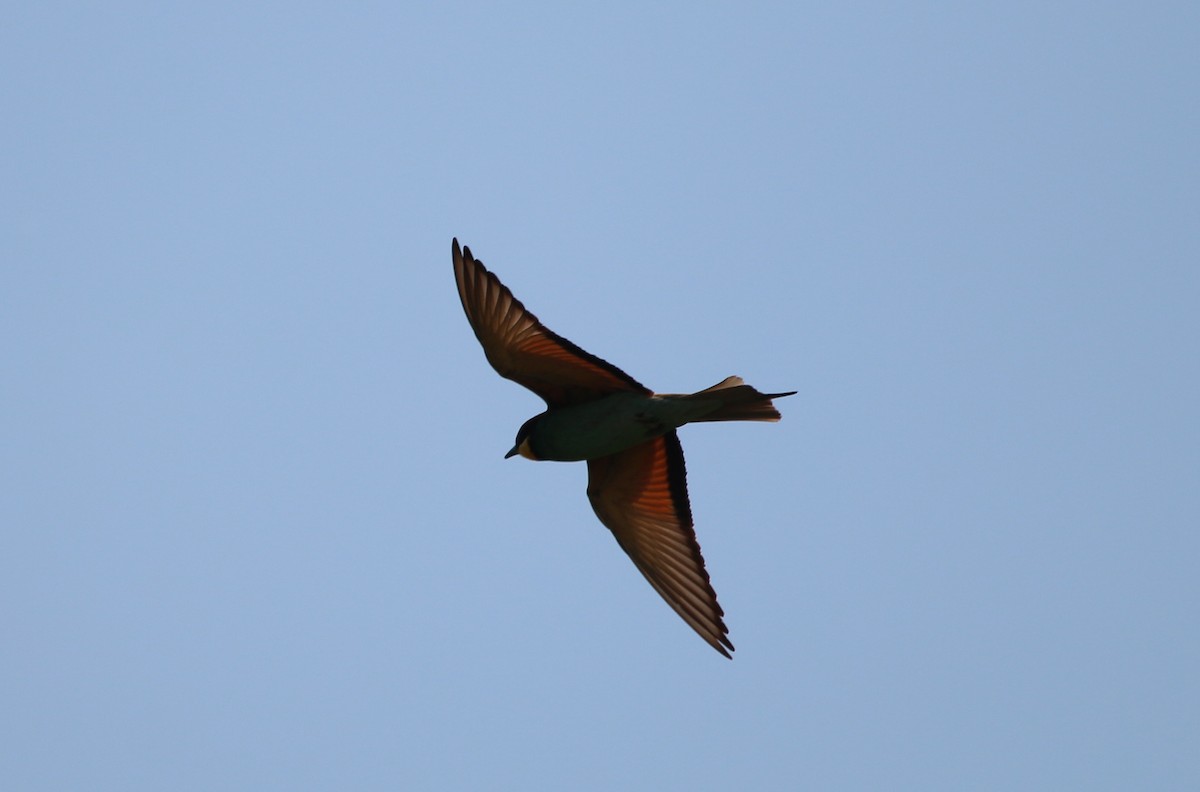 European Bee-eater - Paul Roast