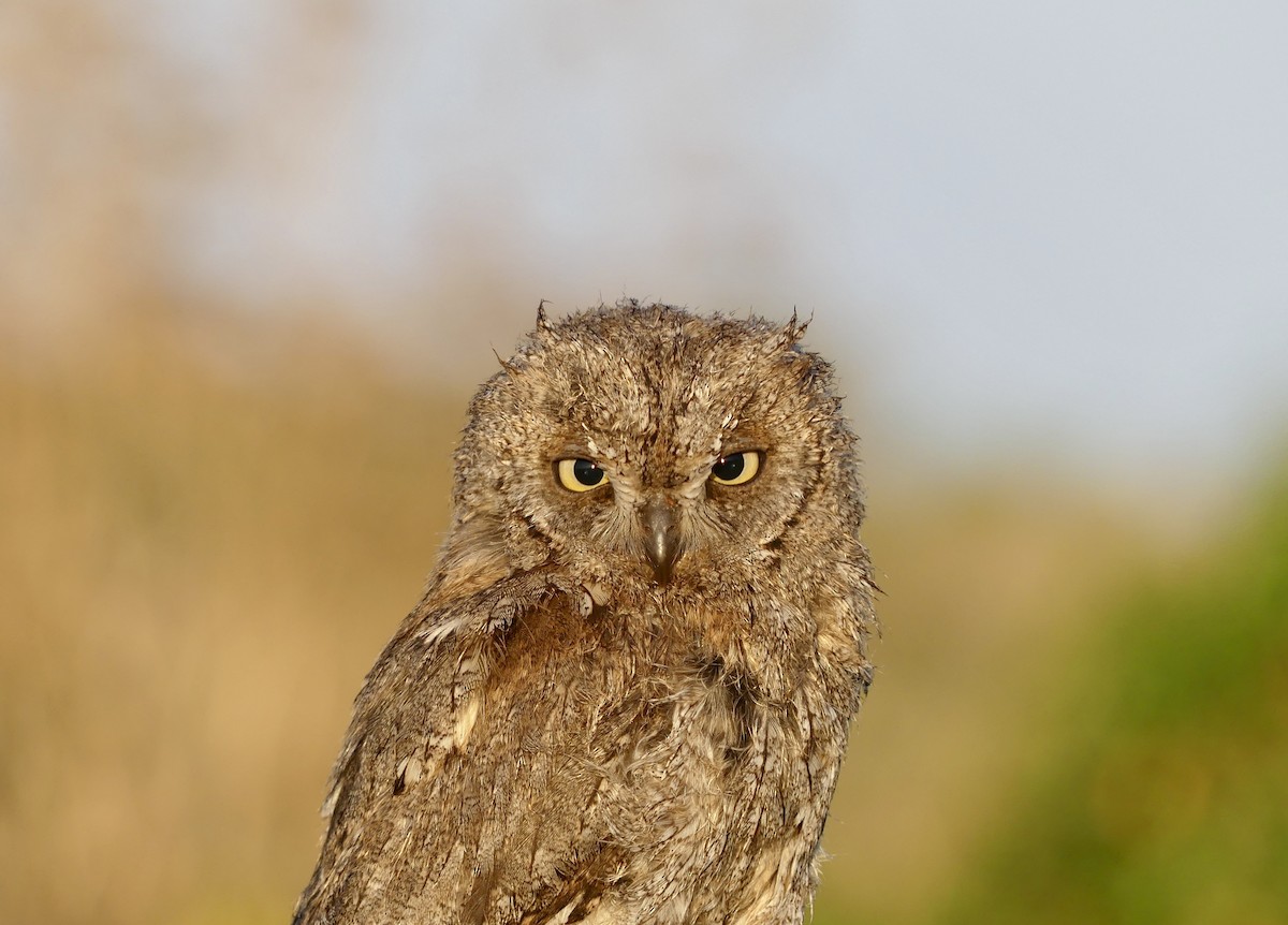 Eurasian Scops-Owl - Octave Pajot