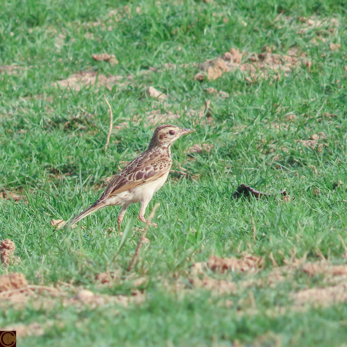 Paddyfield Pipit - ML619030394