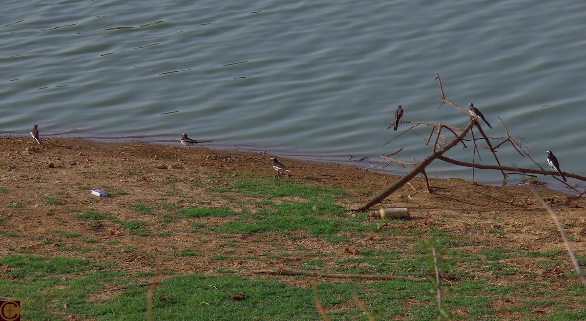 White-browed Wagtail - Manjula Desai