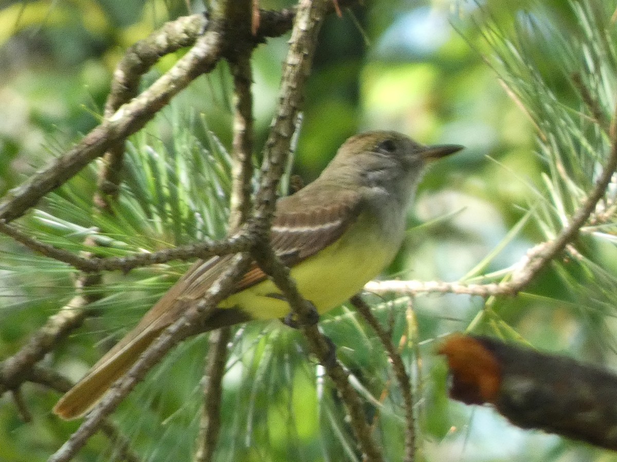 Great Crested Flycatcher - Gerald Schill