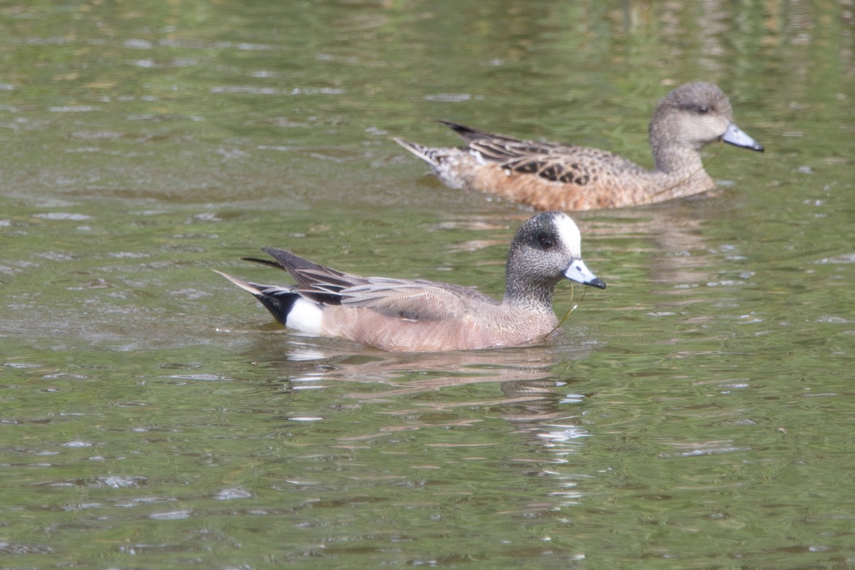 American Wigeon - Tomas Mazak