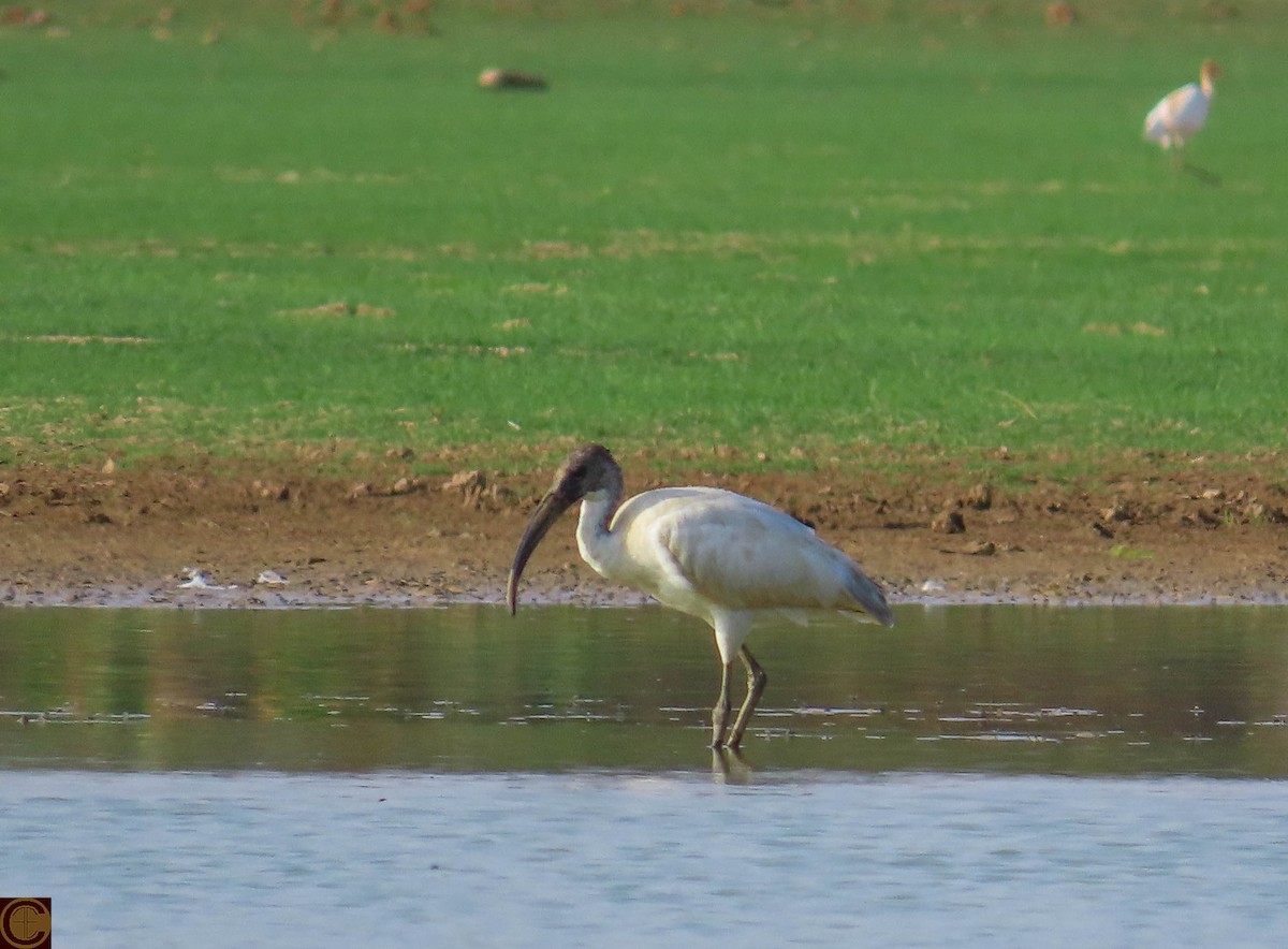 Ibis à tête noire - ML619030435