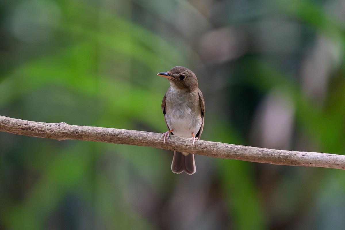 Brown-chested Jungle Flycatcher - Bird Conservation Society of Thailand